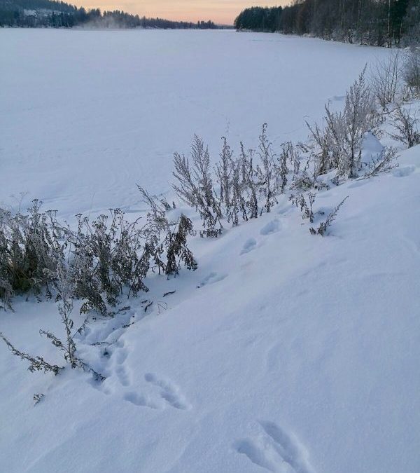 Lapland and some winter wonders!