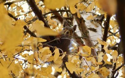 Ruska in Lapland : Fifty Shades of Gold
