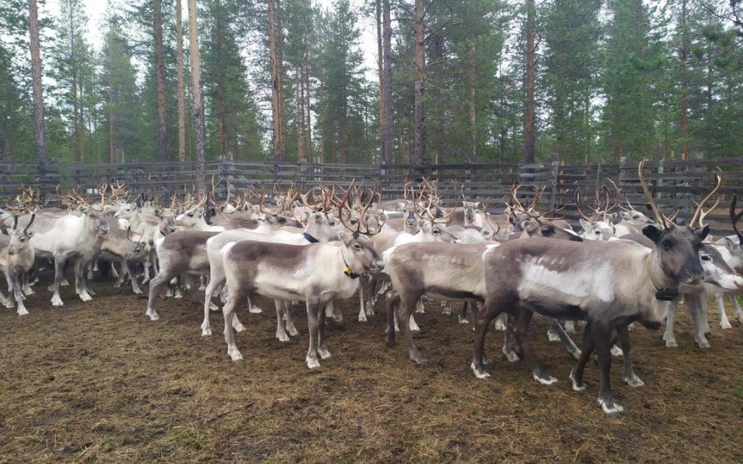 Reindeer Gathering Herders
