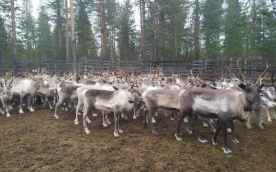 One Day with the Reindeer Herders