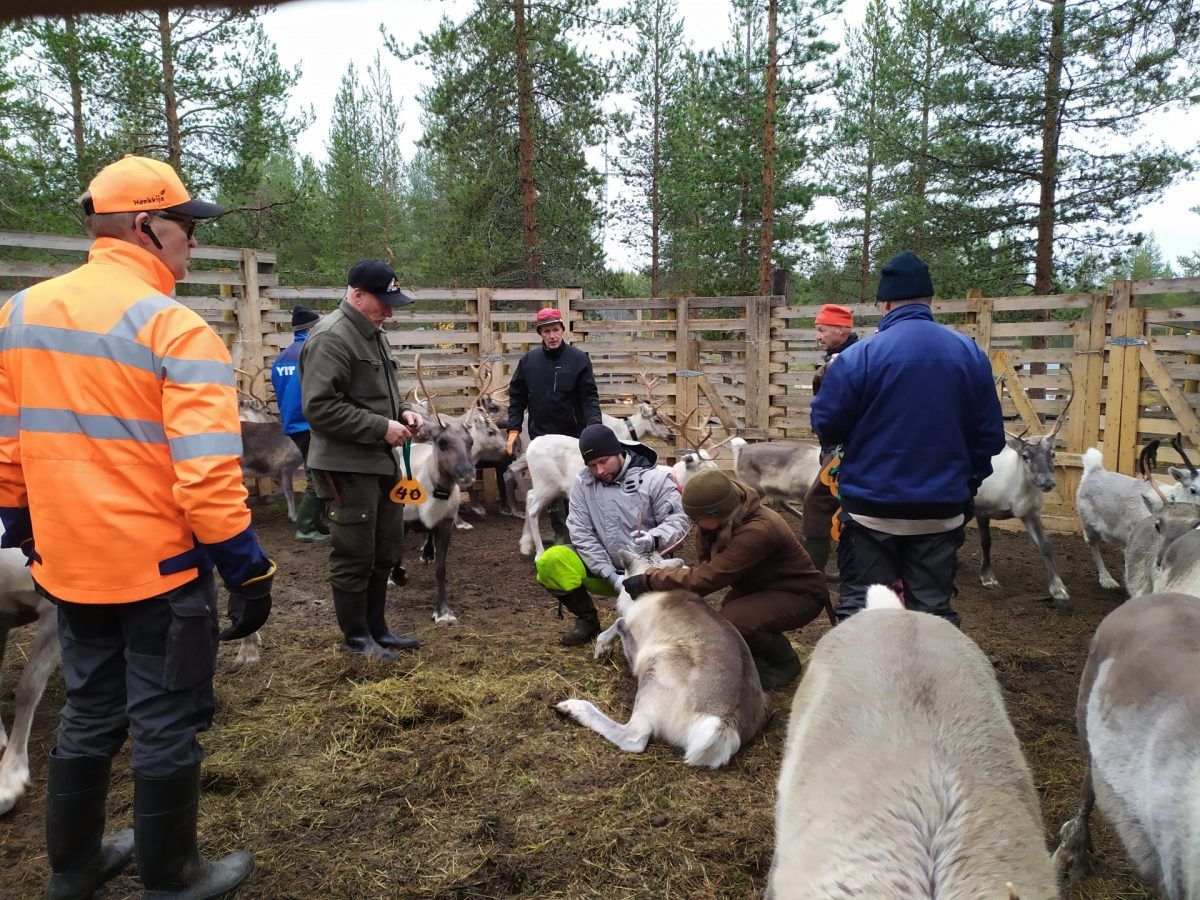Reindeer herders Rovaniemi