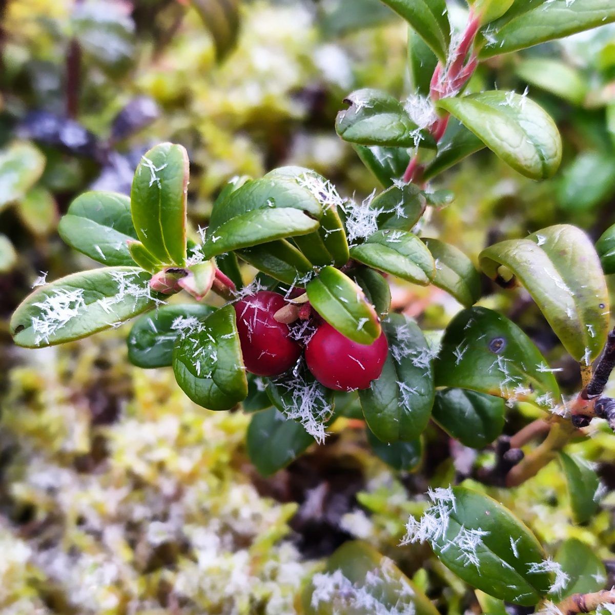 cranberries