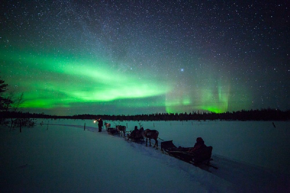 Aurora Reindeer Rovaniemi