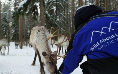 8 February 2020: Peaceful visit to the reindeer farm