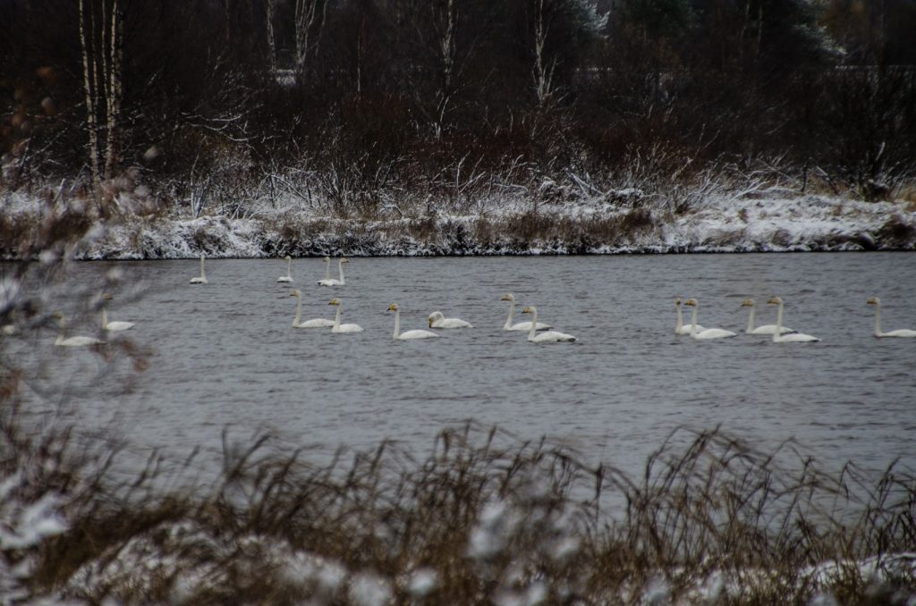 Rovaniemi Snow