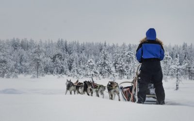 Husky Sleigh Ride and Farm Visit