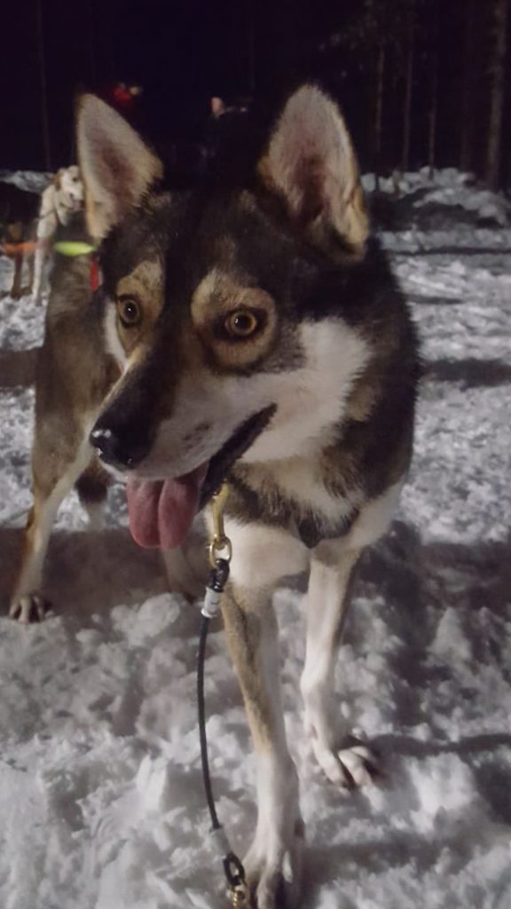 husky sleigh ride and farm visit