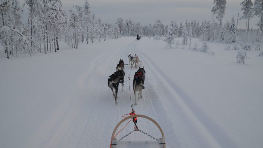 husky sleigh ride and farm visit