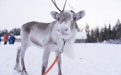 Reindeer Farm Visit