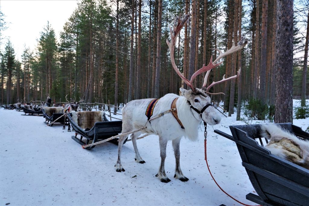 Reindeer Farm Visit
