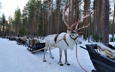 Oh deer… Why a reindeer farm is worth a visit?