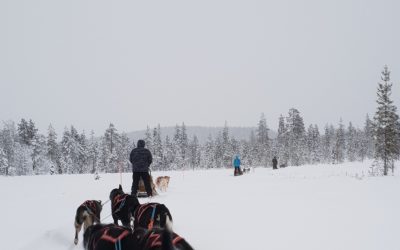 Dog Sledding Adventure at our favorite Husky Farm