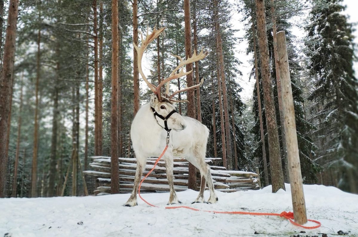 Reindeer Farm Visit