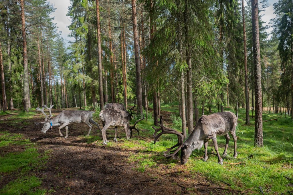 reindeer farm visit
