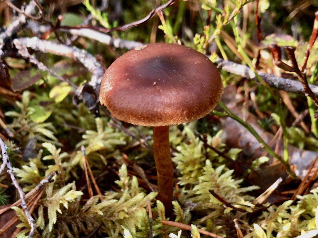 Wilderness Hike Summer