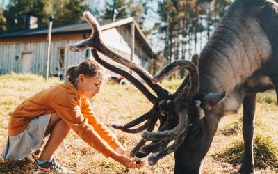 Luxury Trips in Lapland
