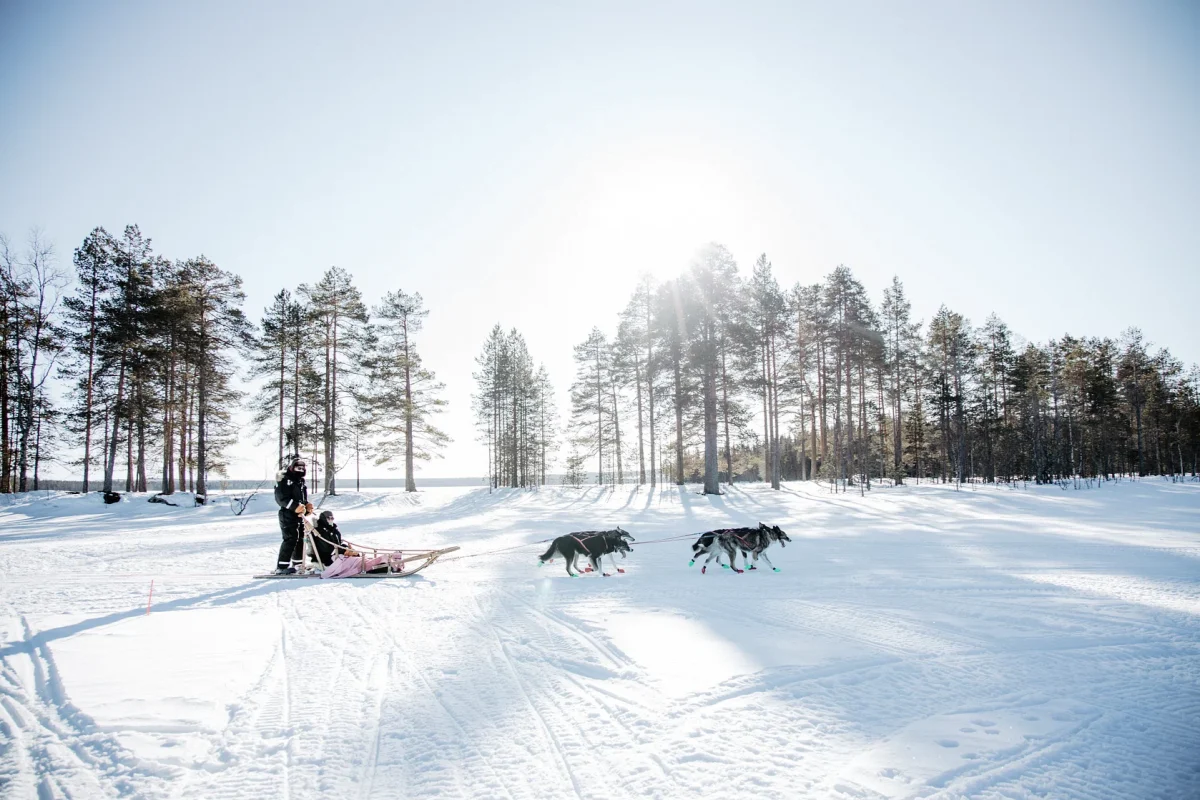 Winter Taiga Husky Tour