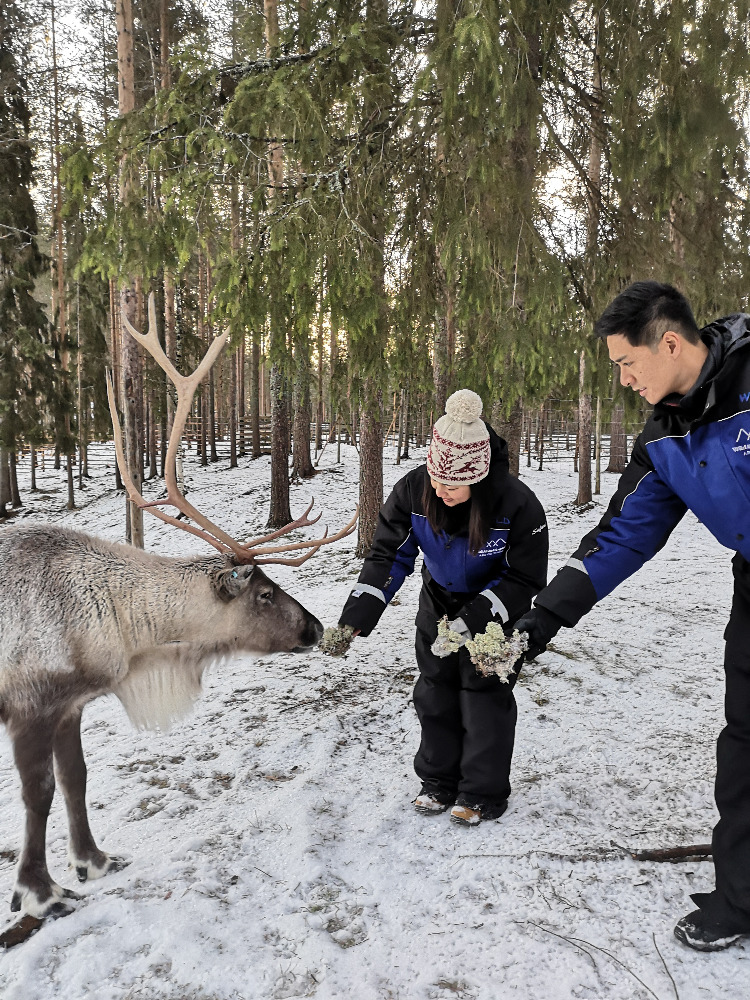 Feeding the reindeer