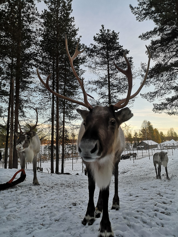 Reindeer