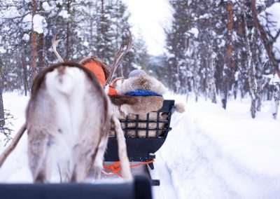 Reindeer Safari in Rovaniemi