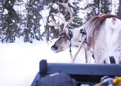 Authentic Reindeer Farm Visit with Reindeer Safari