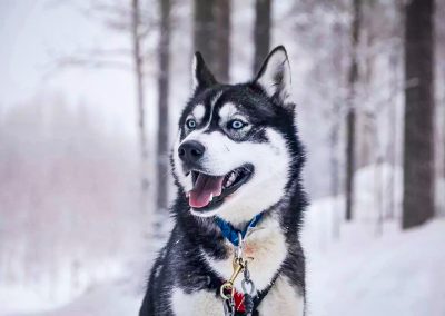 Husky Farm Visit with Husky Safari