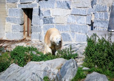 Polar bear in Ranua Wildlife Park