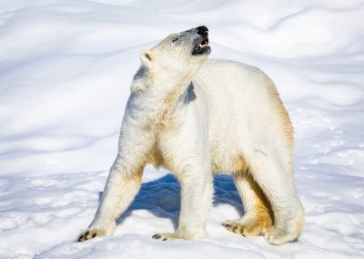 Polar bear in Ranua
