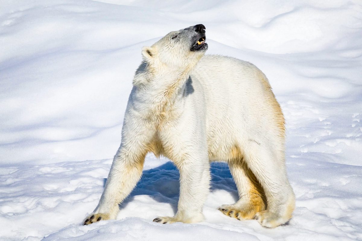 Polar bear in Ranua