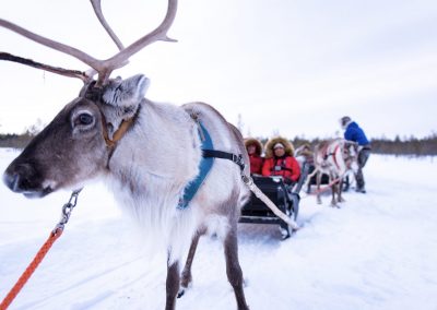 Authentic Reindeer Farm Visit with Reindeer Safari