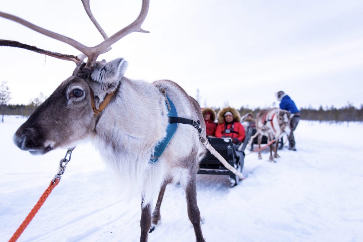 Authentic Reindeer Farm Visit with Reindeer Safari