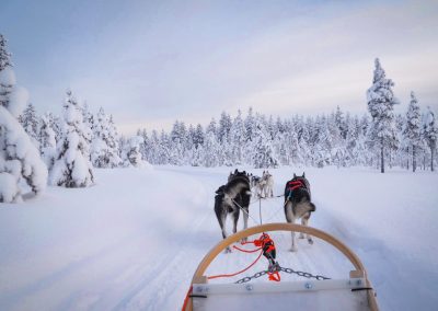 Husky Safari Rovaniemi