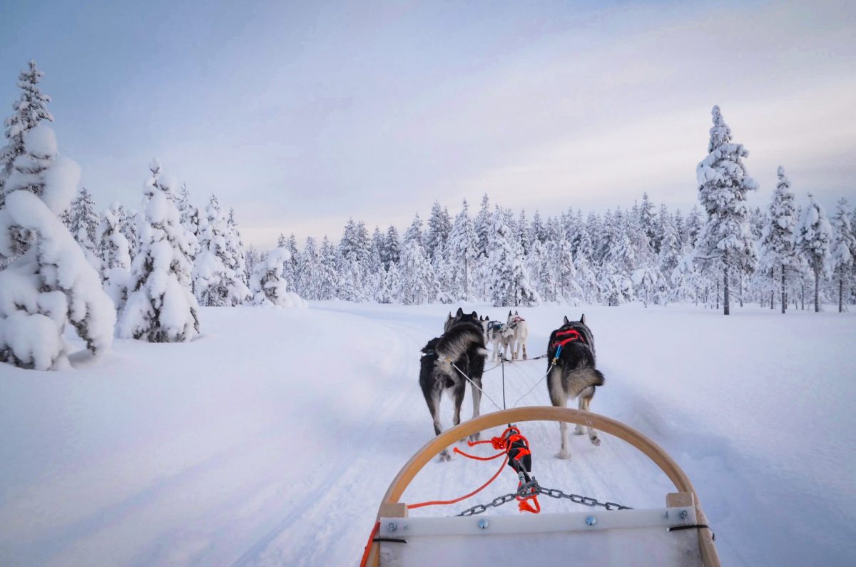Husky Safari Rovaniemi