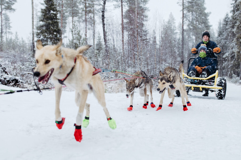 Early Winter Husky Tour in Rovaniemi