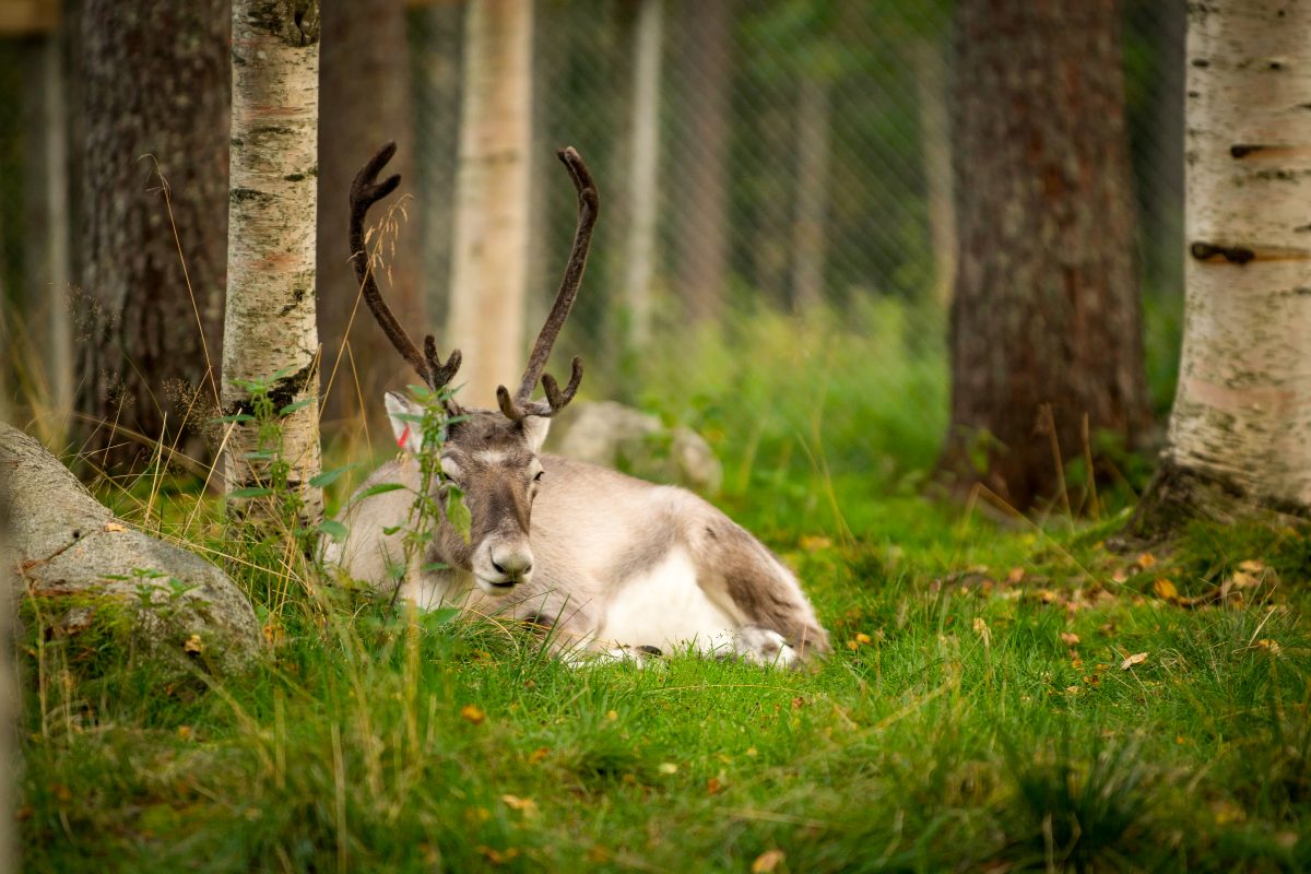 Reindeer Farm and Ranua Wildlife Park