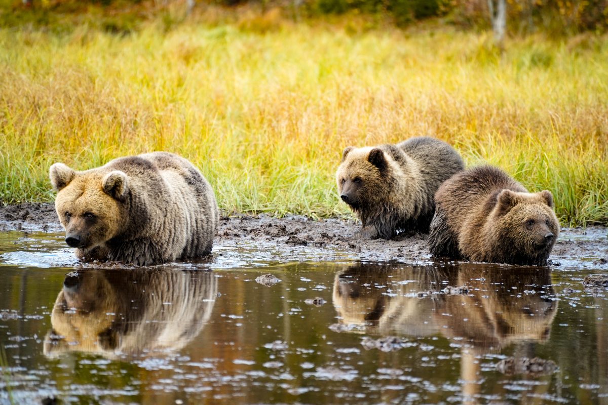 Arctic Animals Immersion