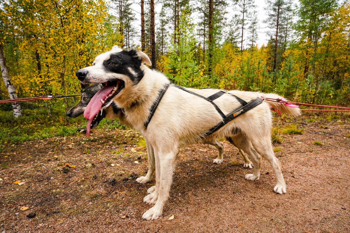 Autumn Husky Kennel Visit with Cart Ride through Taiga Forest