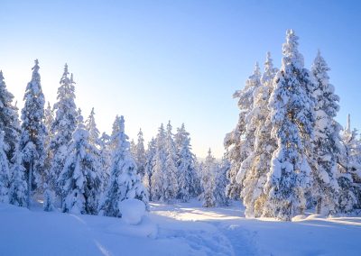 Winter in Lapland