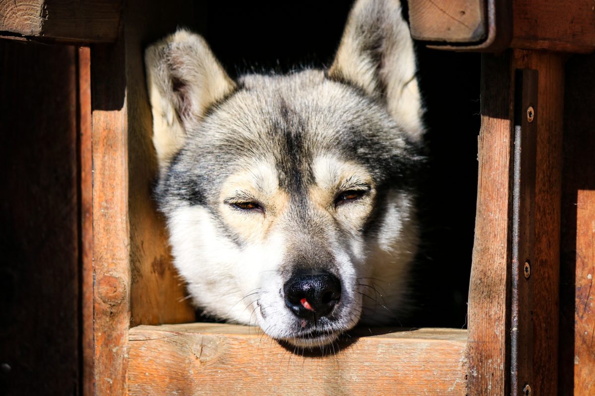 Reindeer & Husky Summer Experience