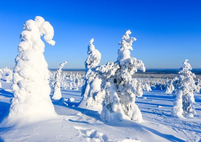 Magical day in Riisitunturi National Park