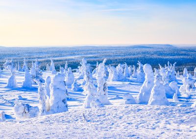 Tykky - snowy trees typical for Riisitunturi