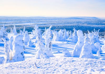 Tykky - snowy trees typical for Riisitunturi