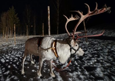 Evening Reindeer Farm visit
