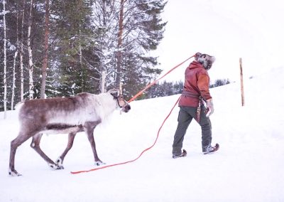 Reindeer herders taking care of this iconic Lappish animal