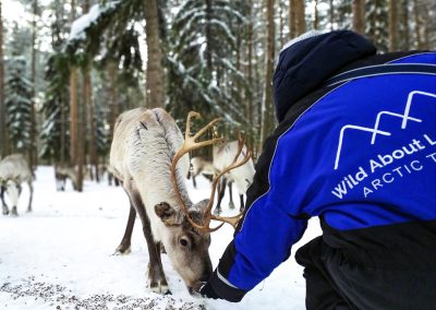 Feeding the reindeer at one of the most traditional farms in Lapland