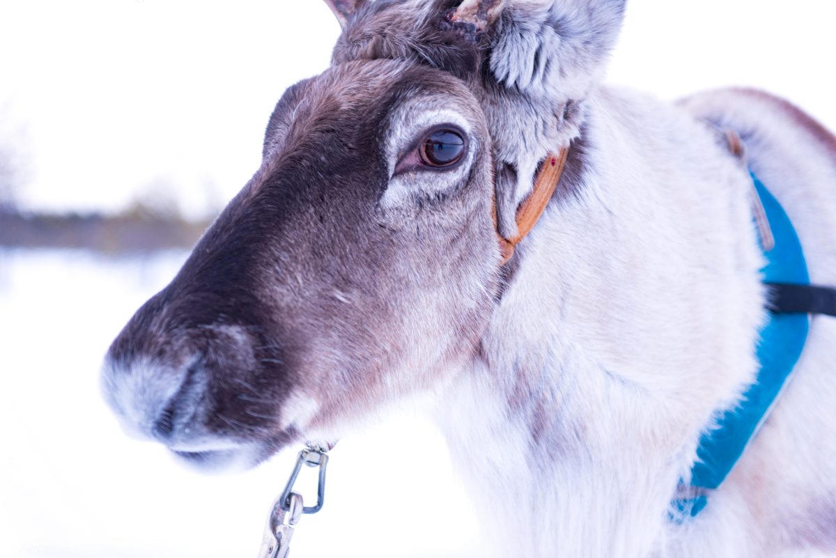 Reindeer - the most iconic animal of Lapland Reindeer - the most iconic animal of Lapland