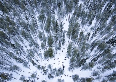 This traditional reindeer farm is located in the middle of Taiga forest
