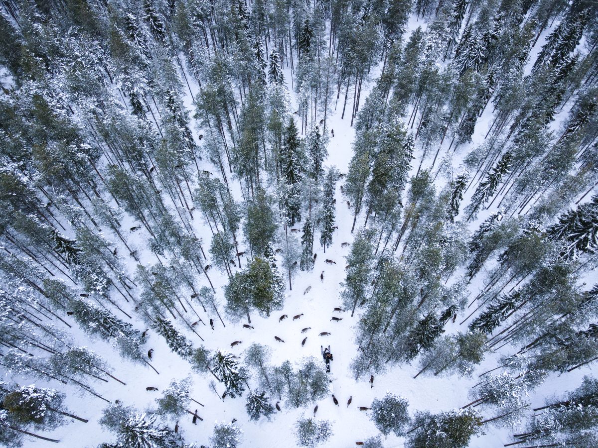 This traditional reindeer farm is located in the middle of Taiga forest