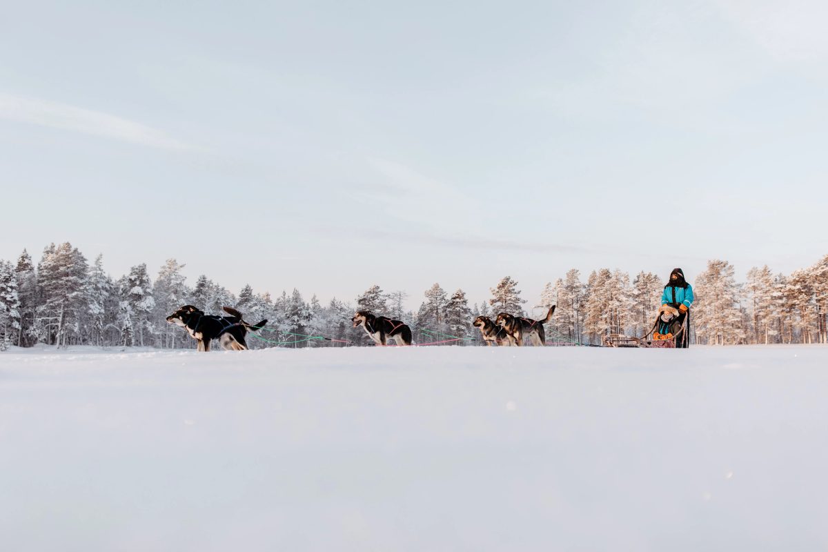 Call Of The WIld Husky Tour
