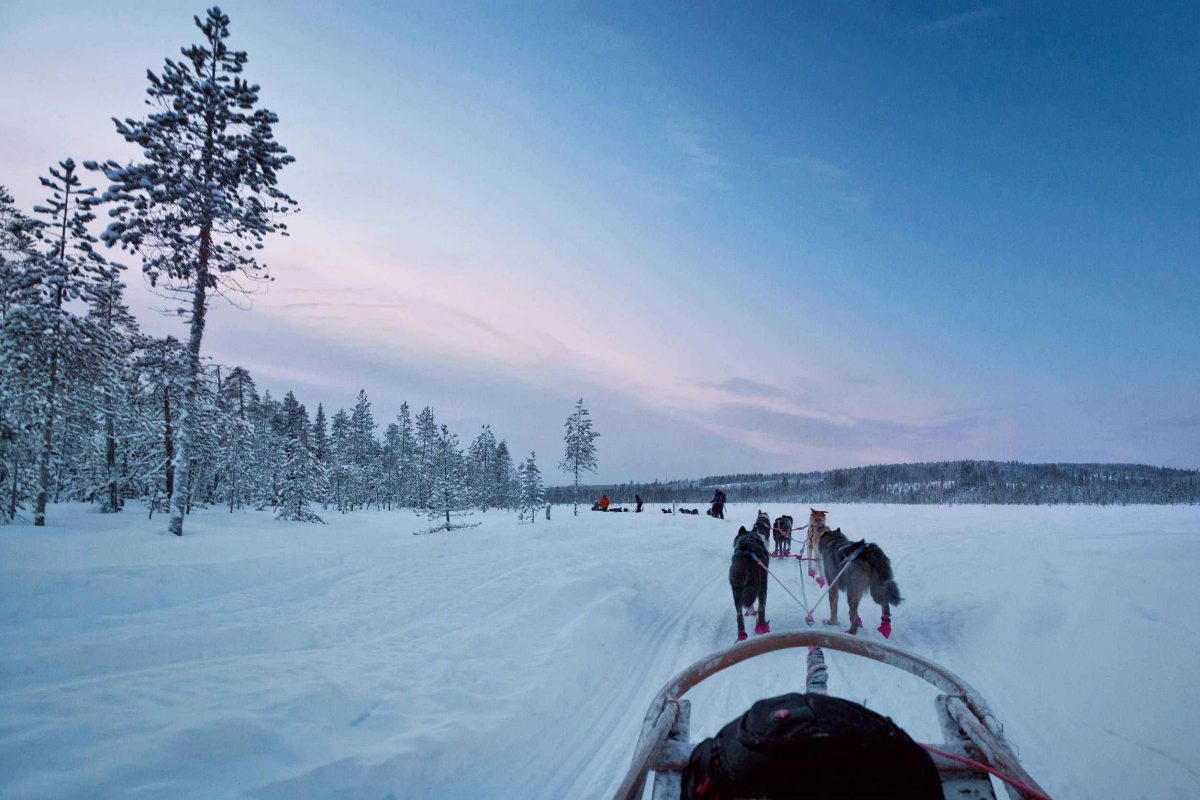 Husky Tour in Lapland